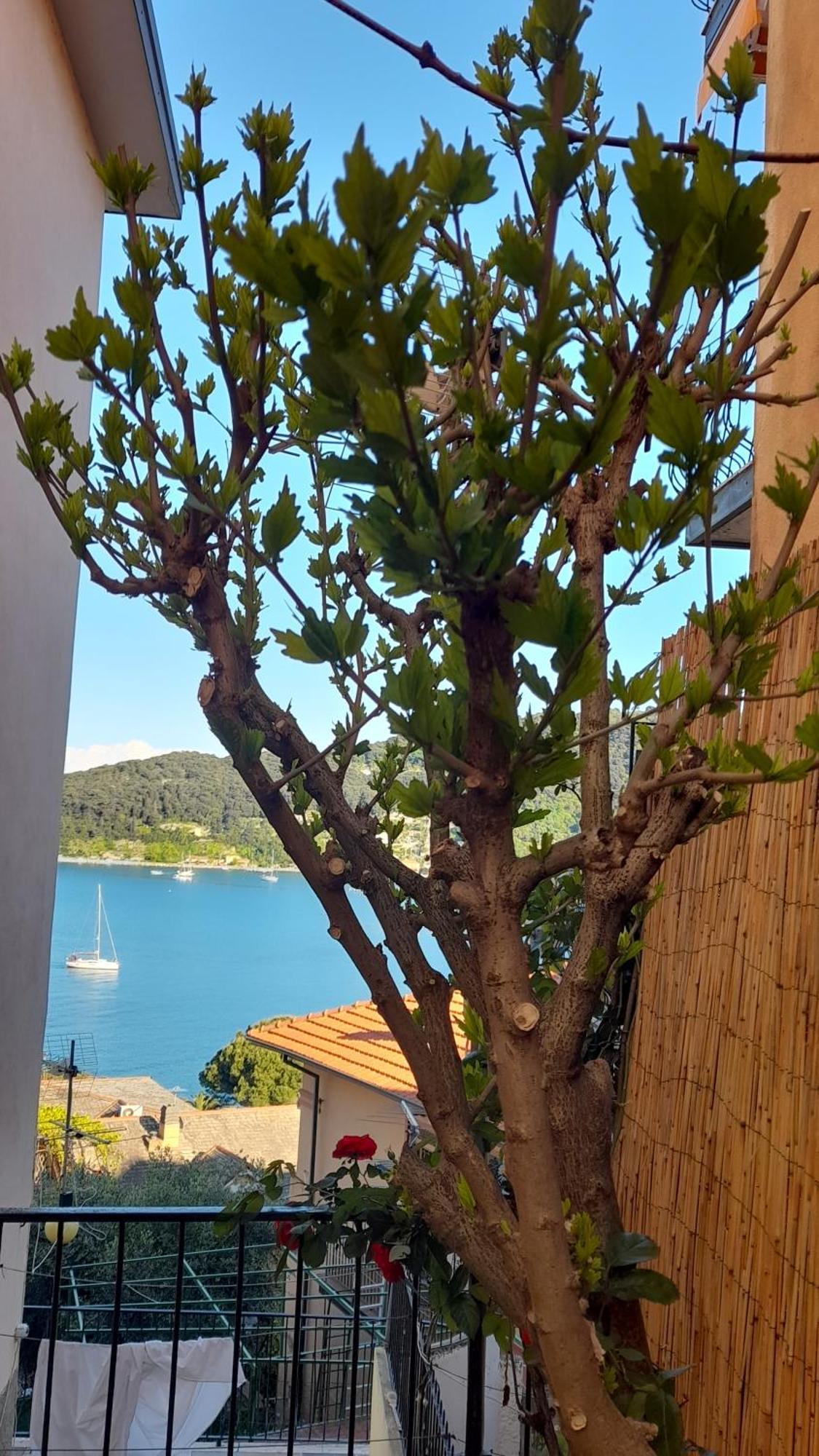 Casa Vacanze Ibiscus ปอร์โตเวเนเร ภายนอก รูปภาพ